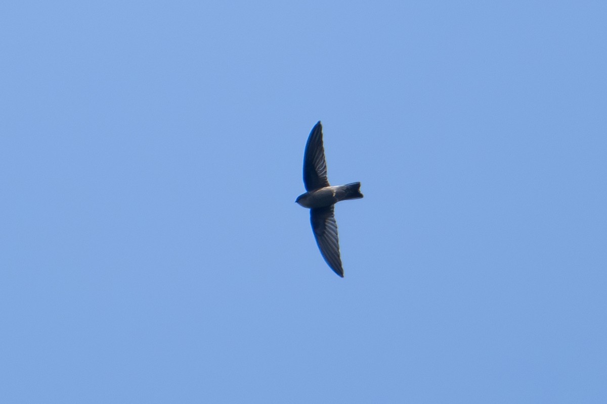 Ameline Swiftlet - ML622091198