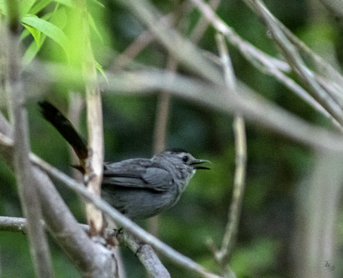 Gray Catbird - ML622091199