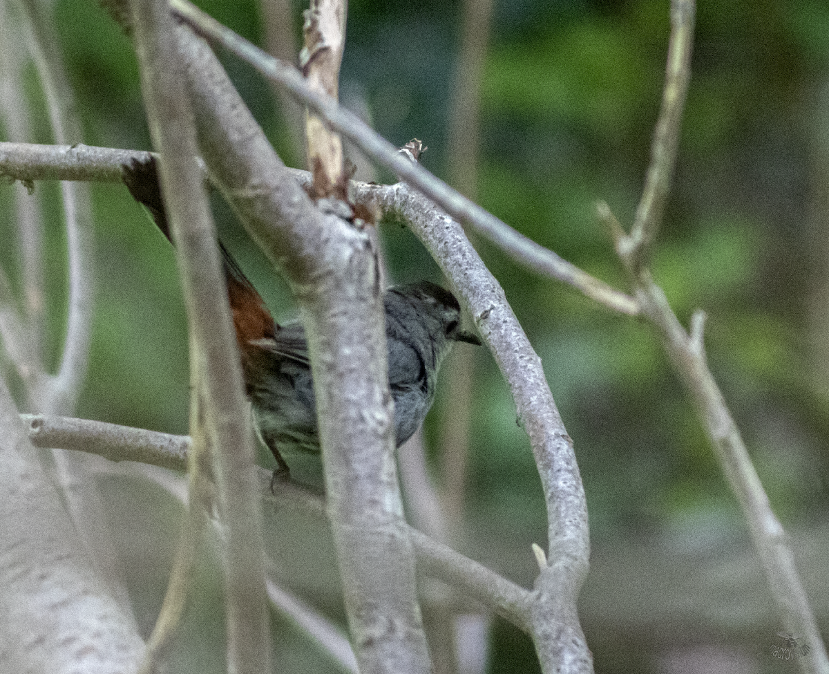 Gray Catbird - ML622091200