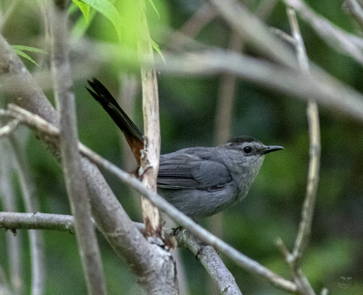 Gray Catbird - ML622091201