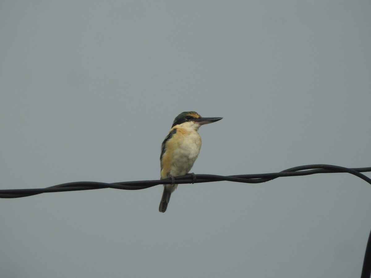 Sacred Kingfisher - ML622091202