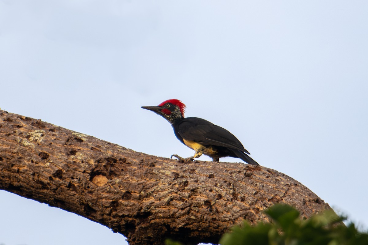 White-bellied Woodpecker - ML622091203