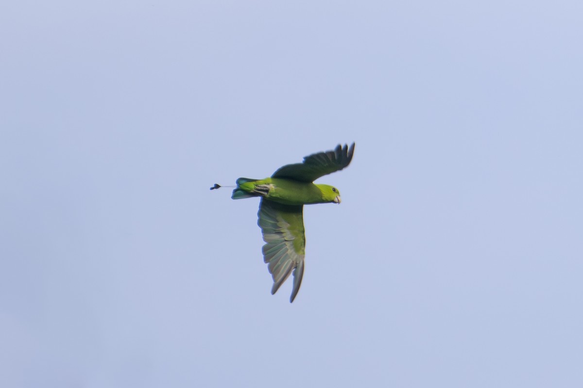 Green Racquet-tail - Morten Lisse