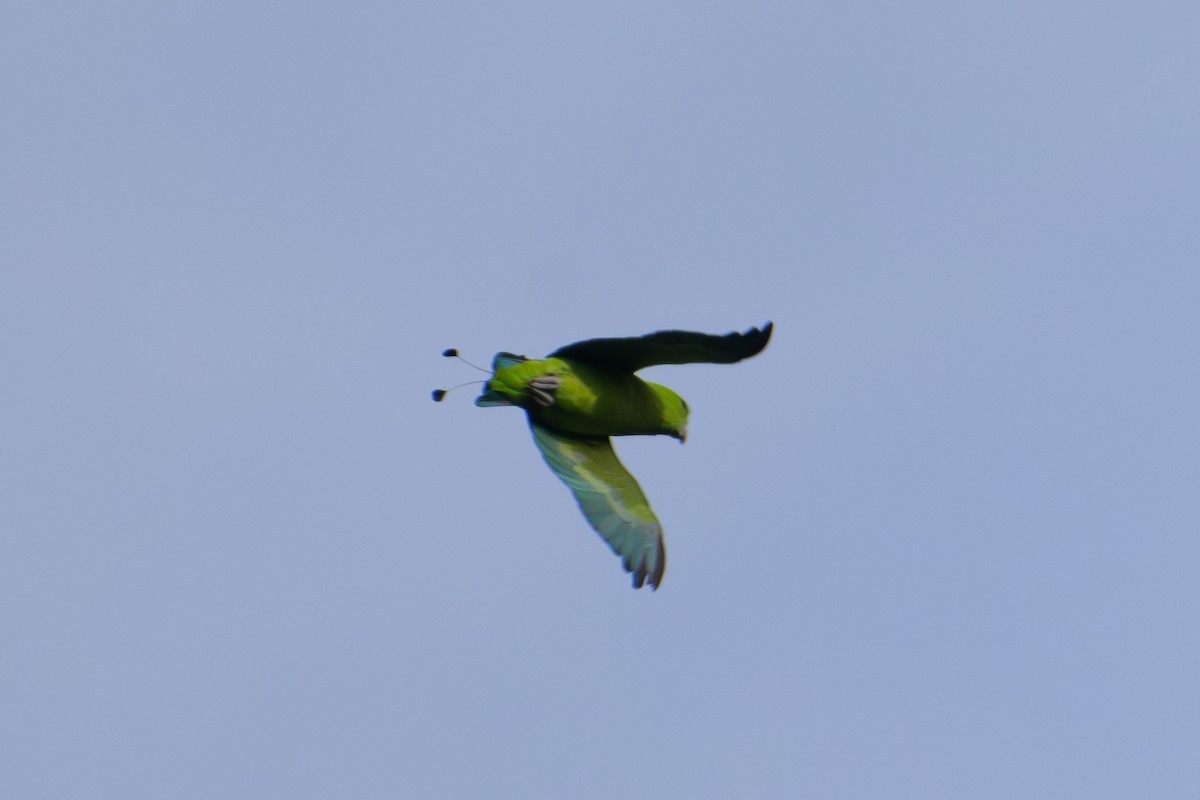 Папужець-віхтьохвіст зелений - ML622091205