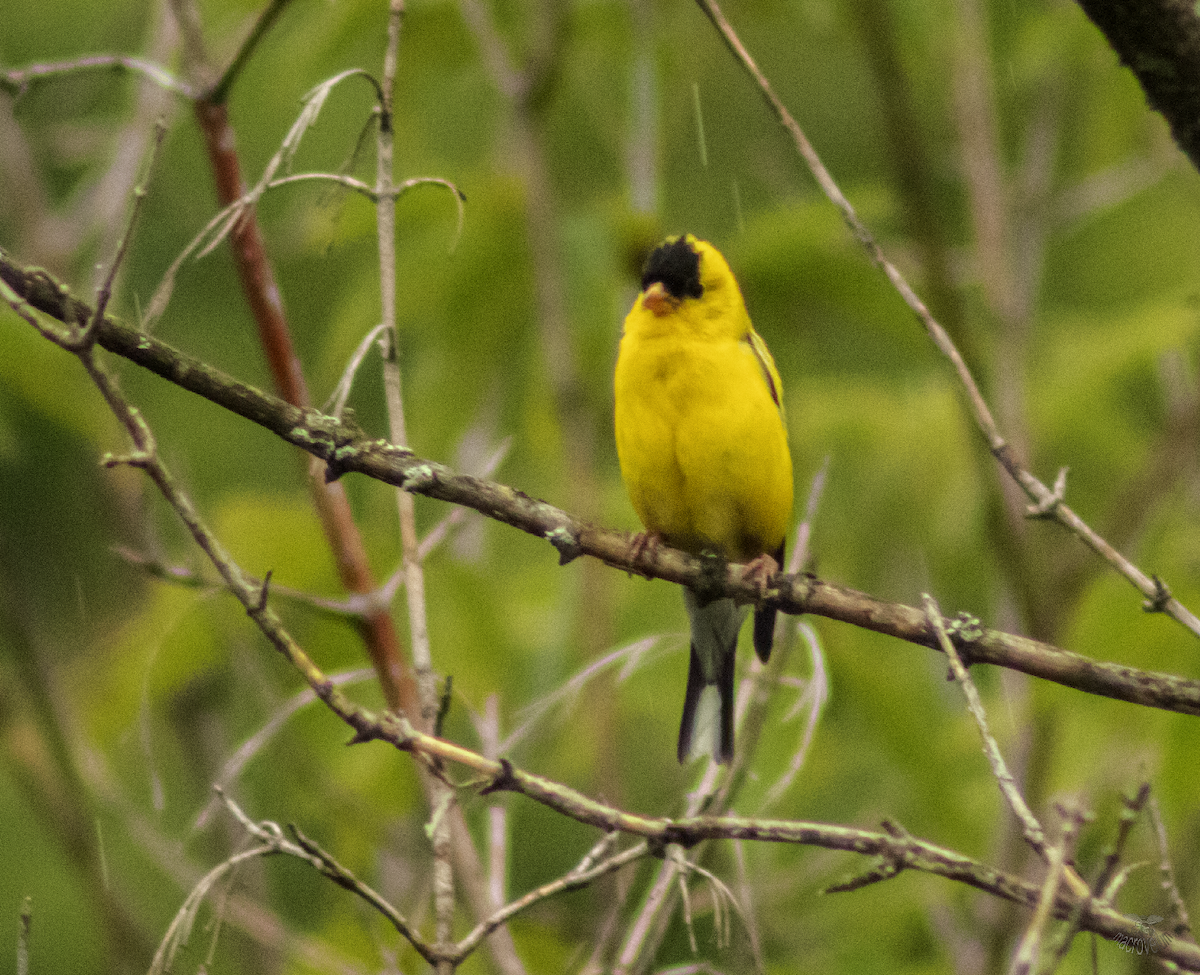 American Goldfinch - ML622091207