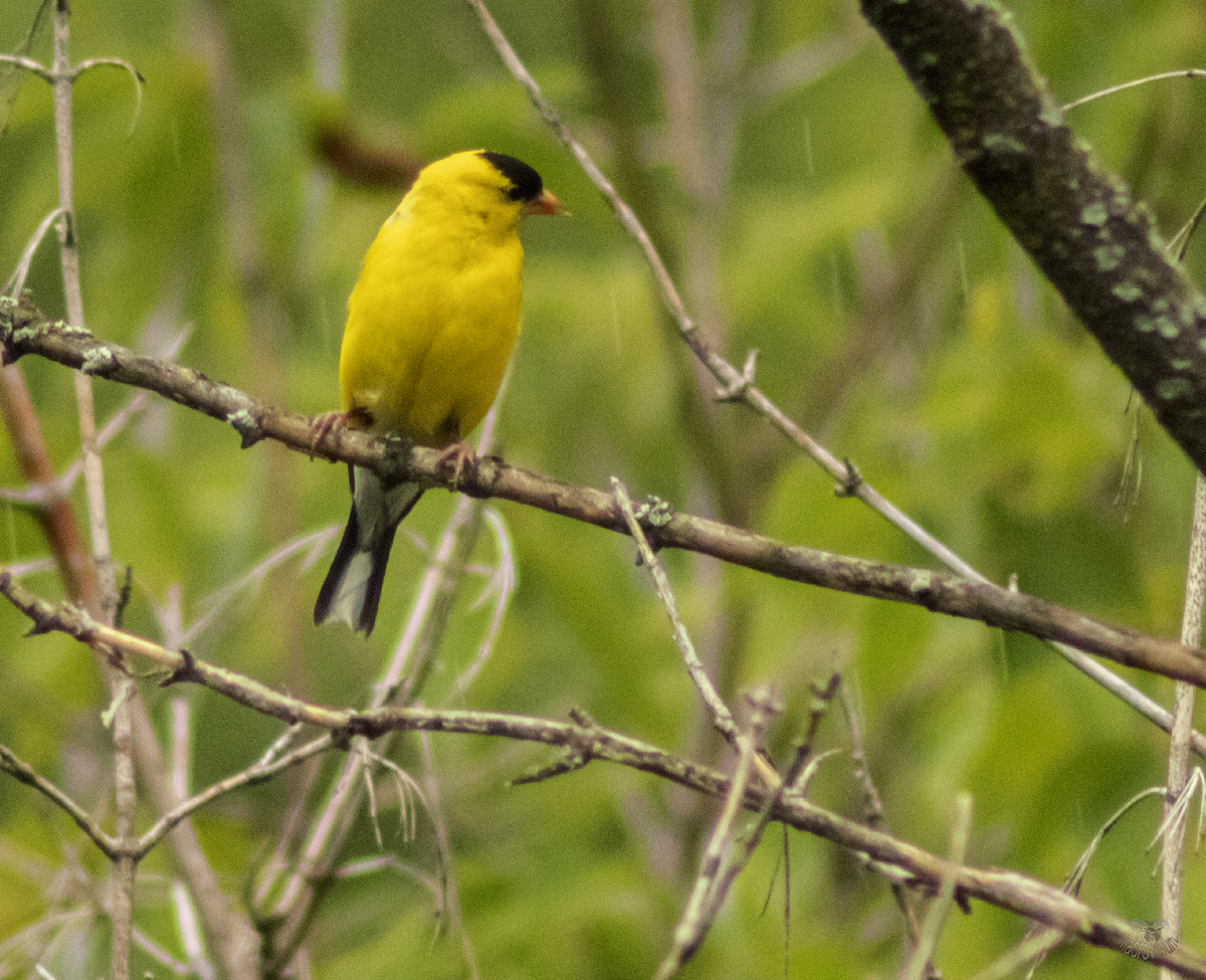 American Goldfinch - ML622091208