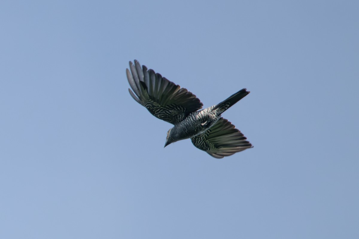 Bar-bellied Cuckooshrike - Morten Lisse