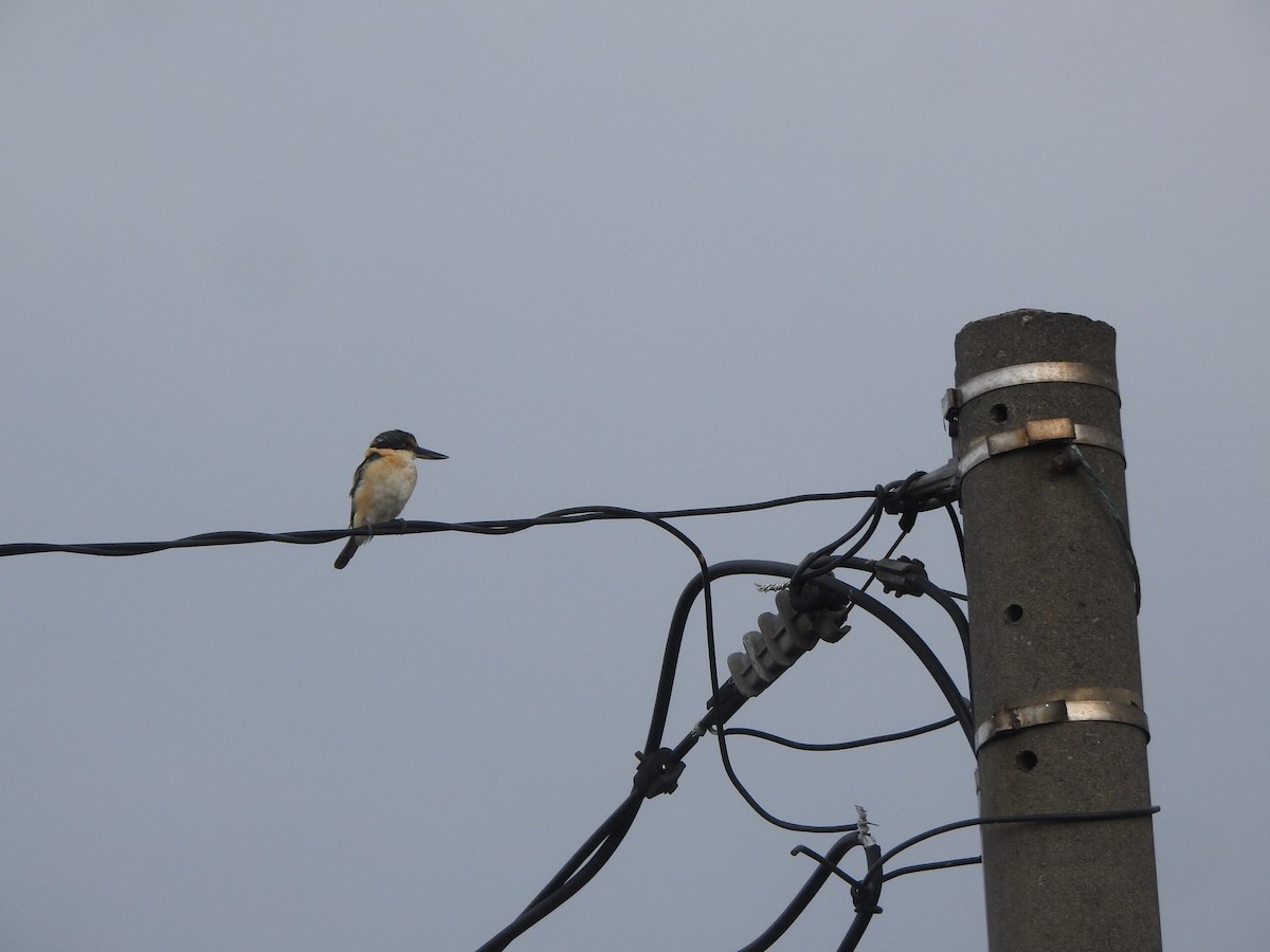 Sacred Kingfisher - ML622091210