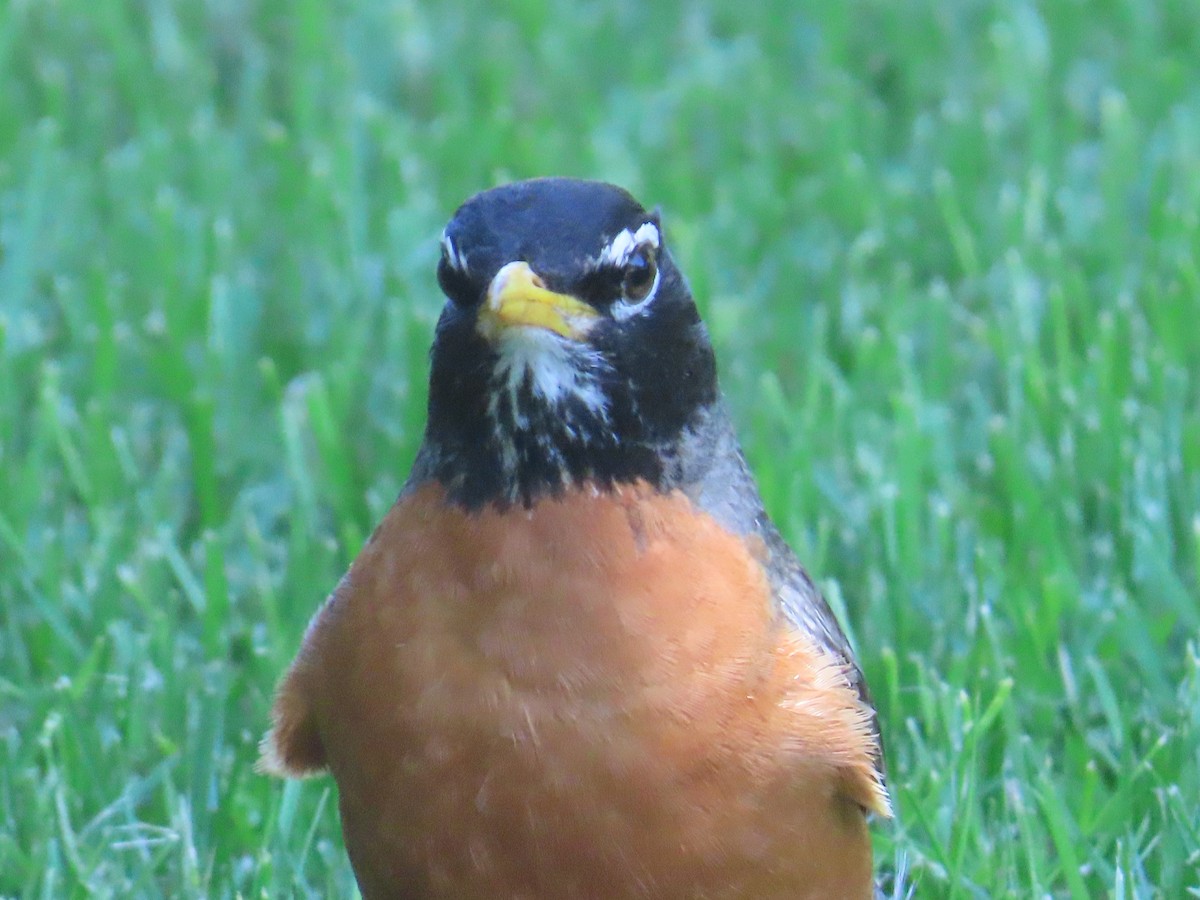 American Robin - ML622091211