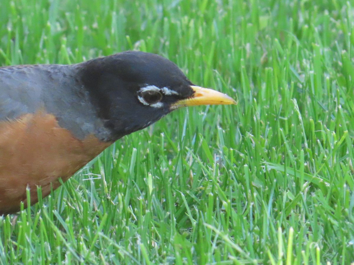 American Robin - ML622091212