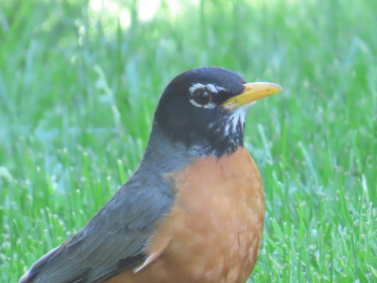 American Robin - ML622091213