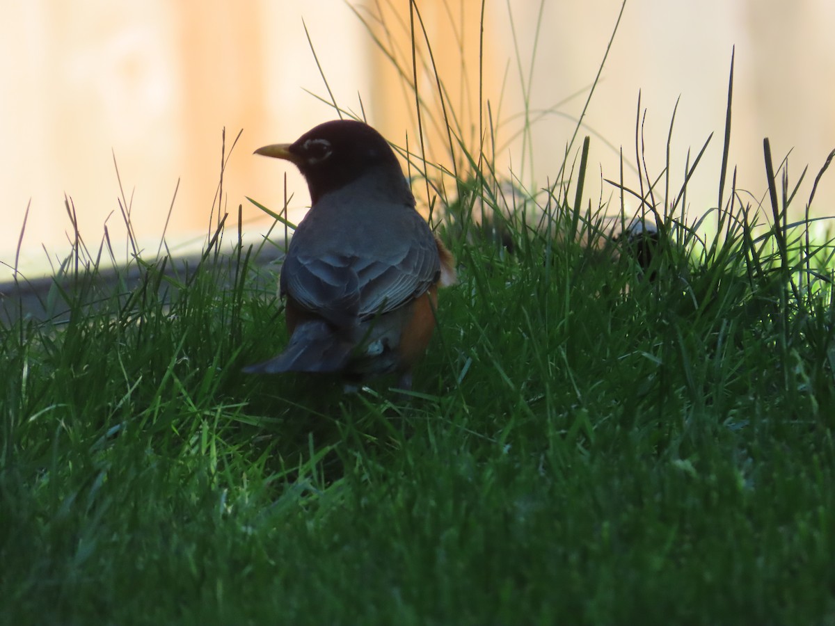 American Robin - ML622091214