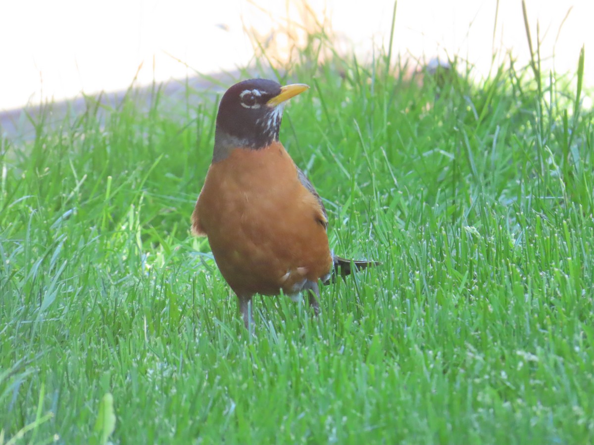 American Robin - ML622091215