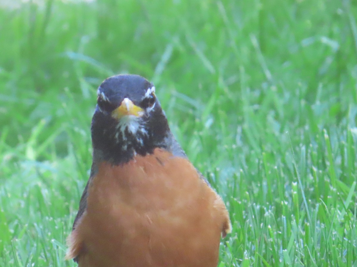 American Robin - ML622091216