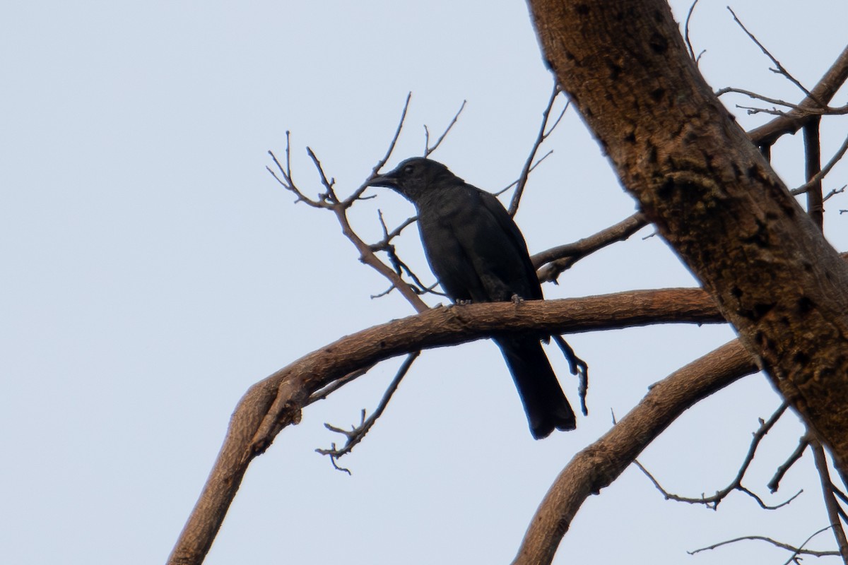 Blackish Cuckooshrike - ML622091217