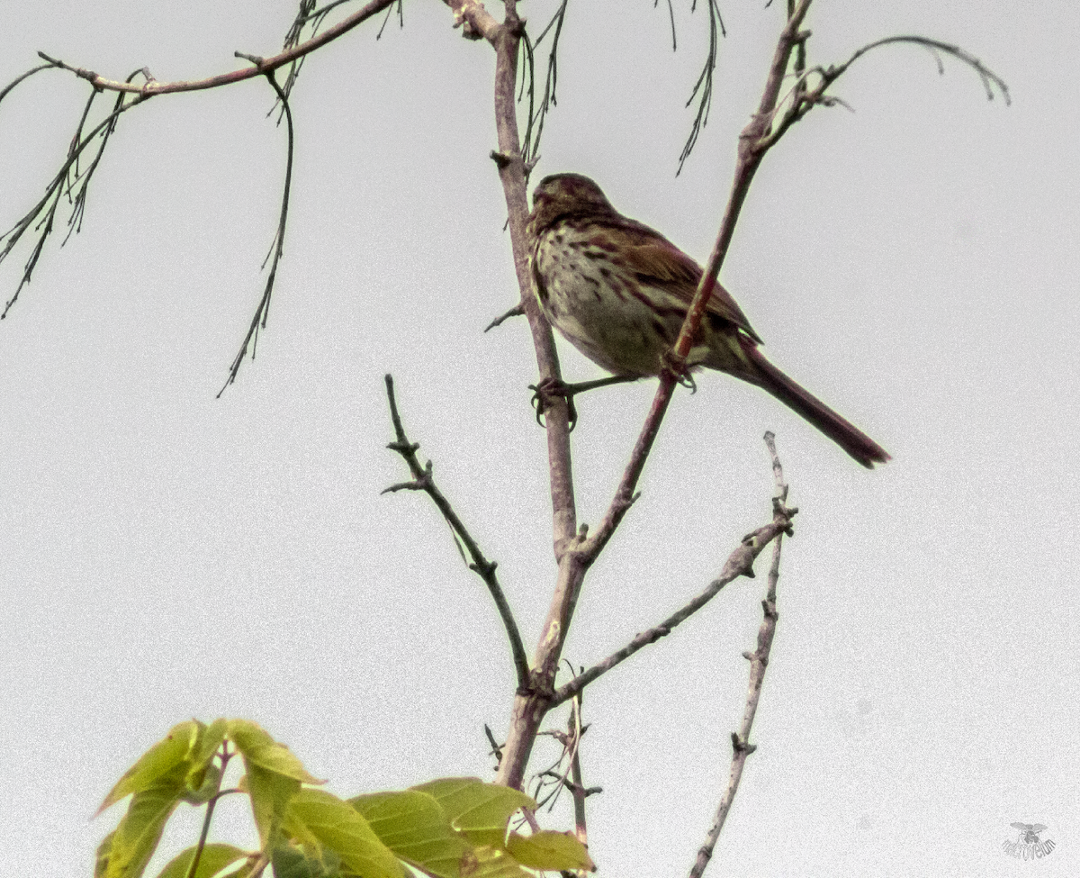 Song Sparrow - ML622091218