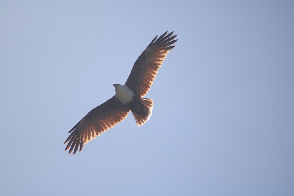 Brahminy Kite - ML622091219