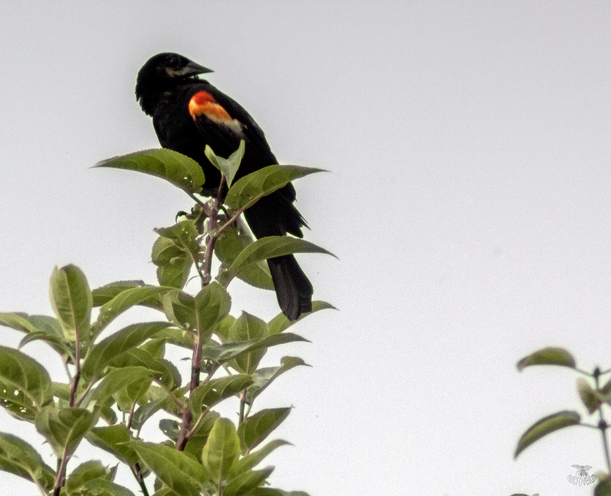 Red-winged Blackbird - ML622091220