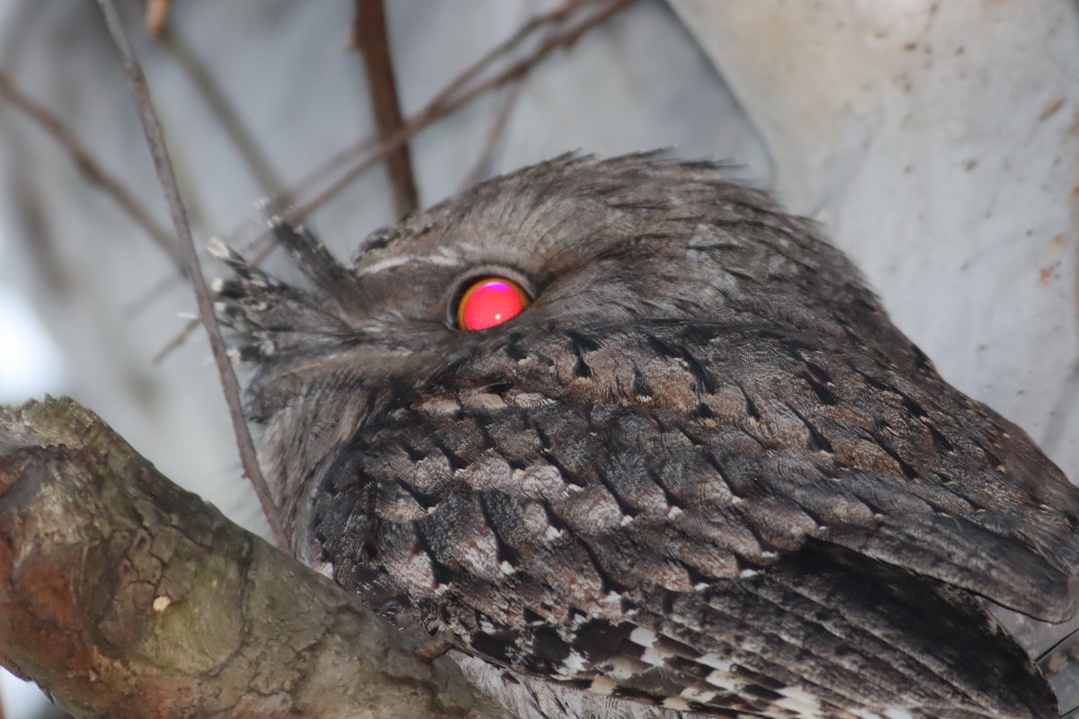 Tawny Frogmouth - Darren Foster