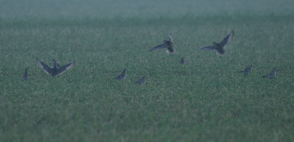 Pacific Golden-Plover - ML622091277