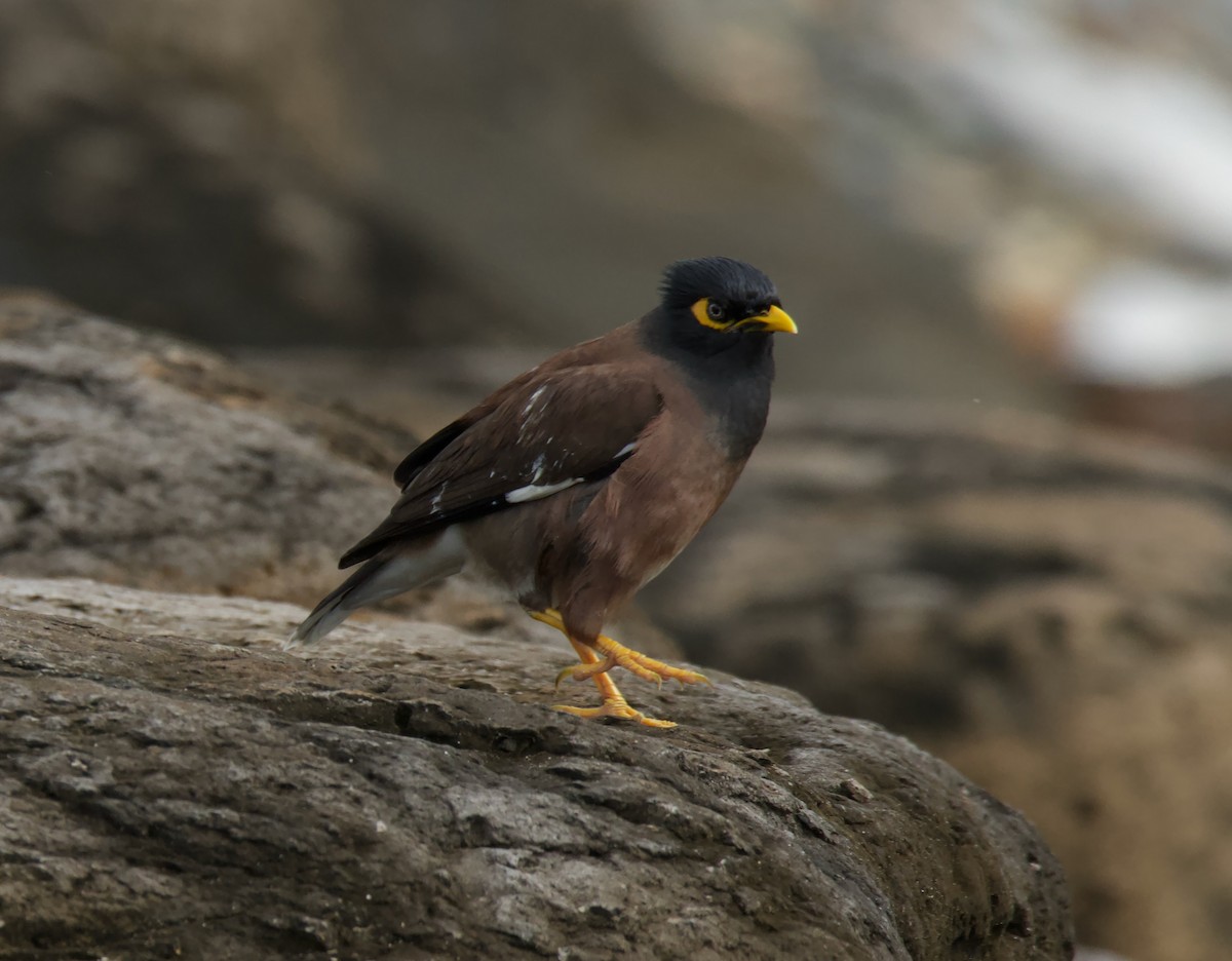 Common Myna - ML622091289