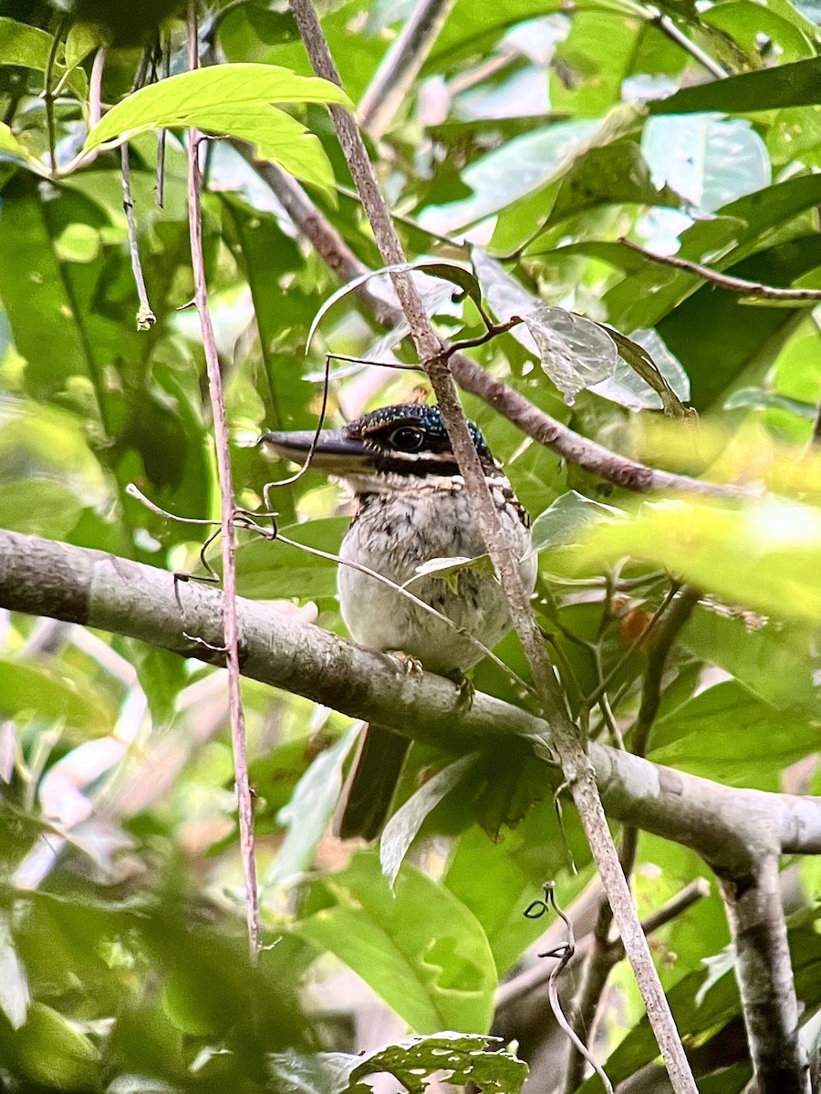 Hook-billed Kingfisher - ML622091424