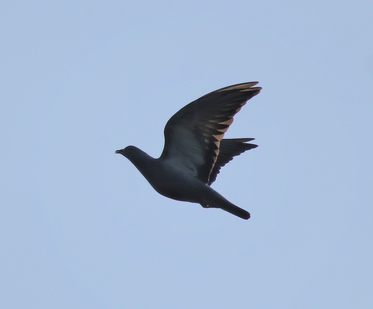 Rock Pigeon (Feral Pigeon) - Afsar Nayakkan