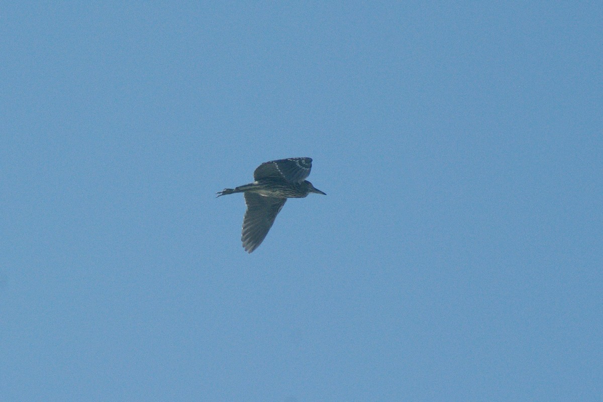 Black-crowned Night Heron - ML622091505