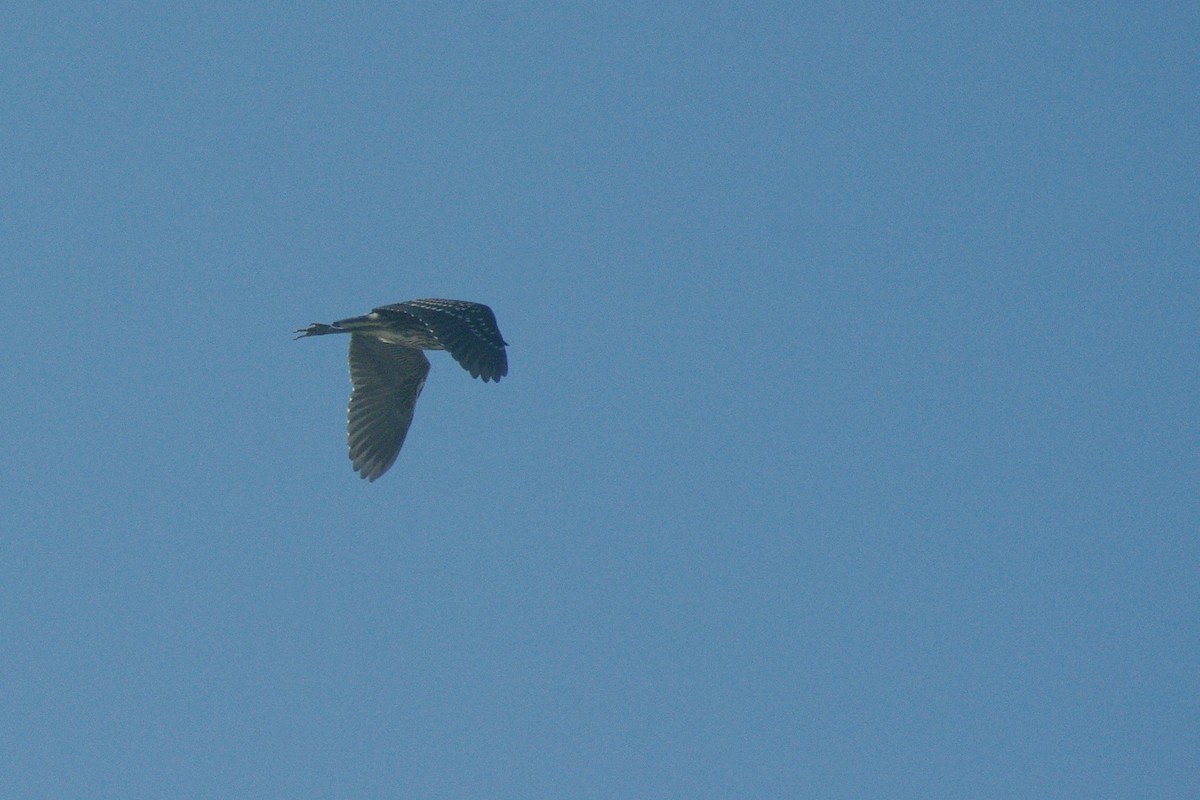 Black-crowned Night Heron - ML622091506