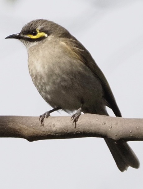 Yellow-faced Honeyeater - ML622091508