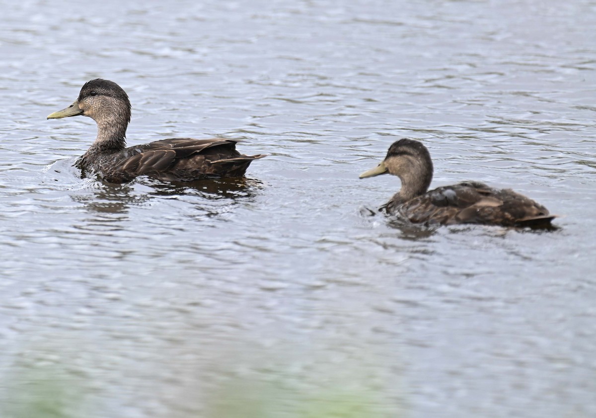 American Black Duck - ML622091509