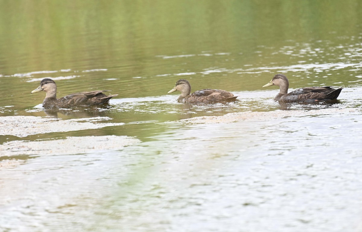 American Black Duck - ML622091510