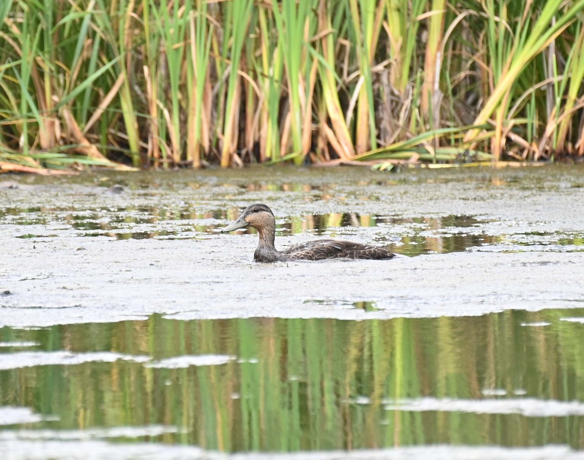 American Black Duck - ML622091511