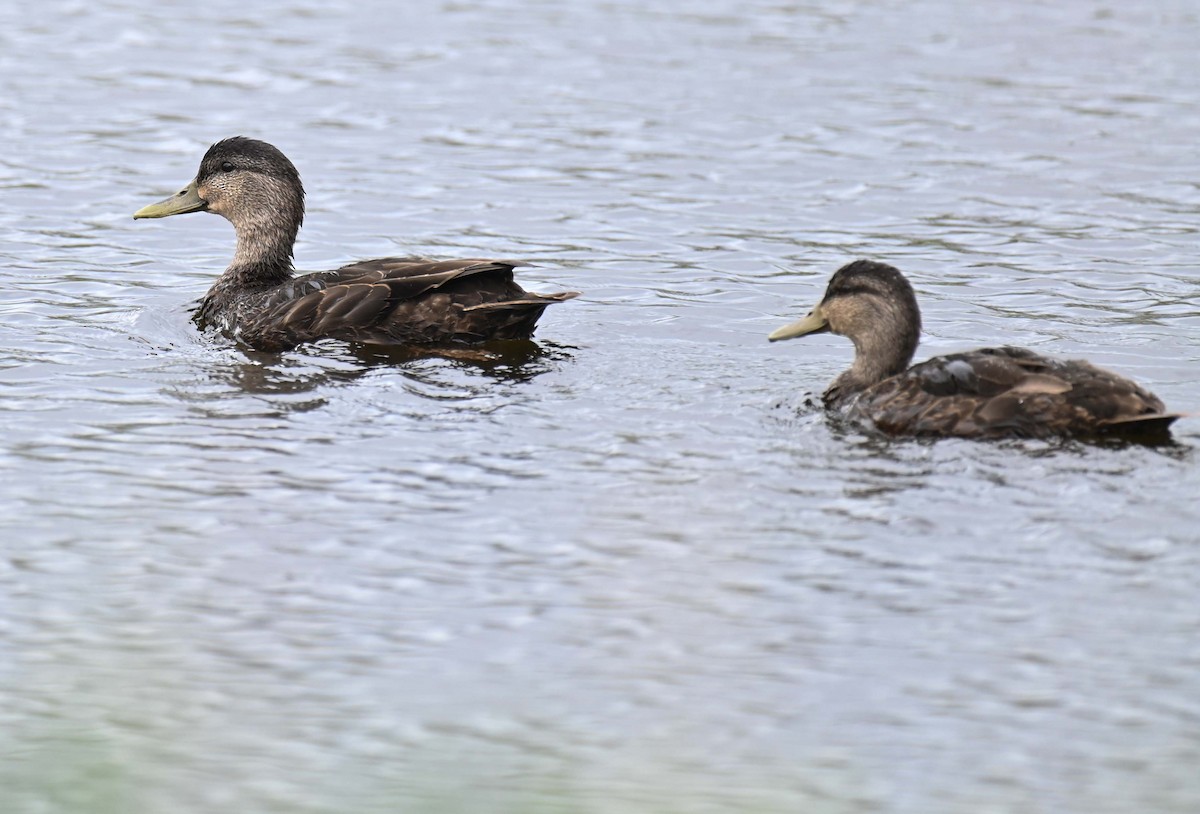 American Black Duck - ML622091512