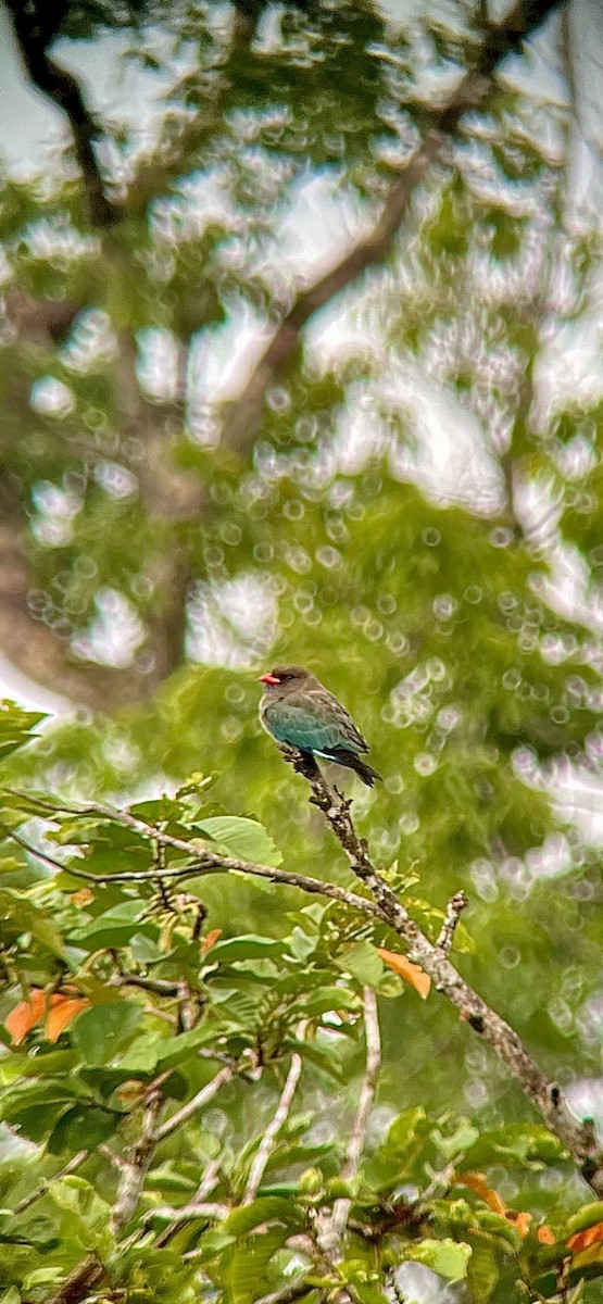 Dollarbird - ML622091513