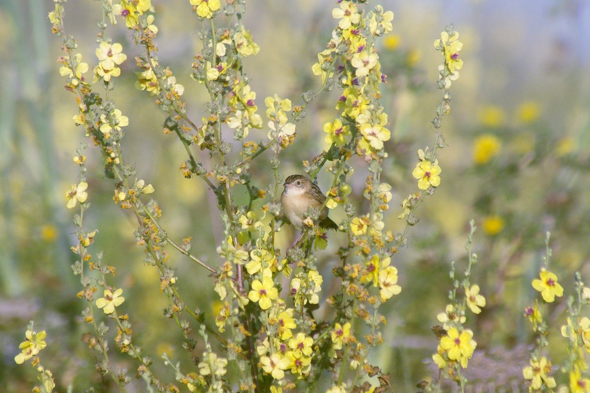 Zitting Cisticola - ML622091515