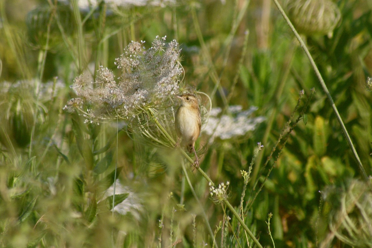 Zitting Cisticola - ML622091516