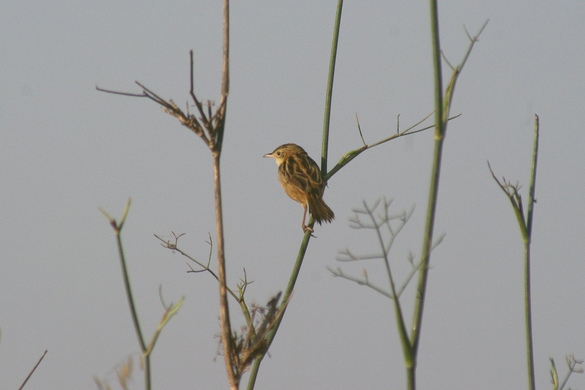 Zitting Cisticola - ML622091517