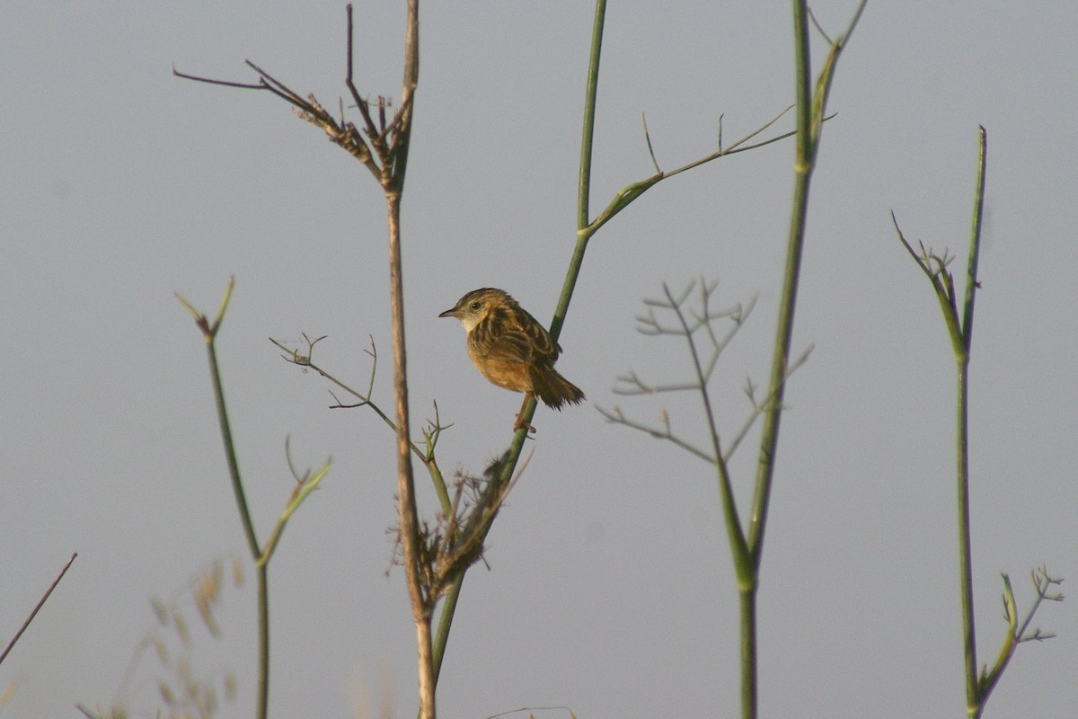 Zitting Cisticola - ML622091518