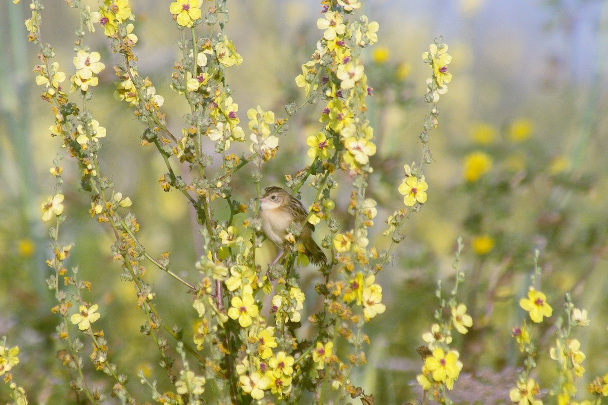 Zitting Cisticola - ML622091519