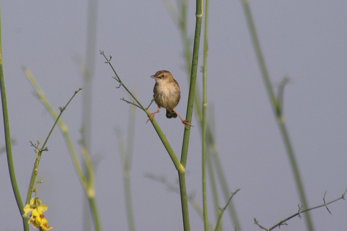 Zitting Cisticola - ML622091520