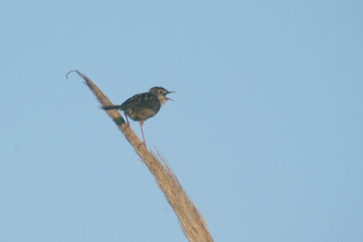 Zitting Cisticola - ML622091521