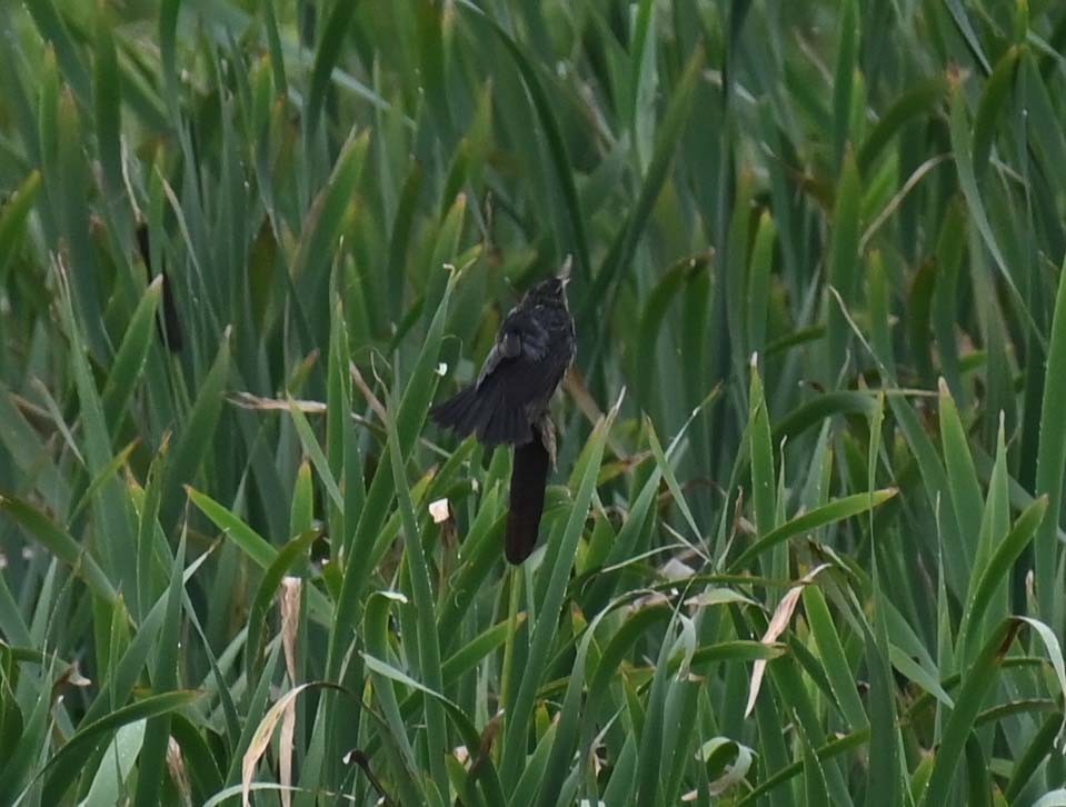 Red-winged Blackbird - ML622091522