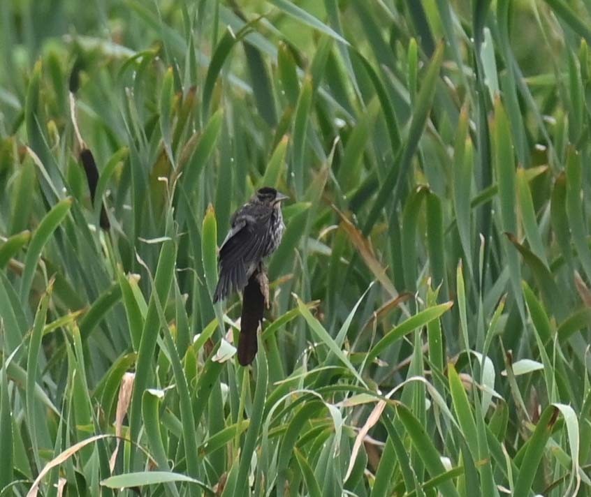 Red-winged Blackbird - ML622091523