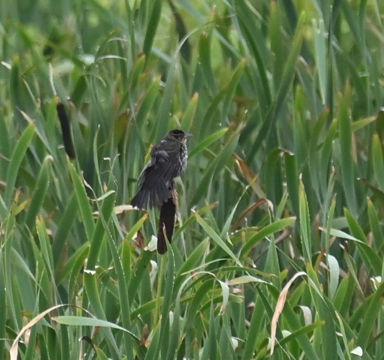 Red-winged Blackbird - ML622091524