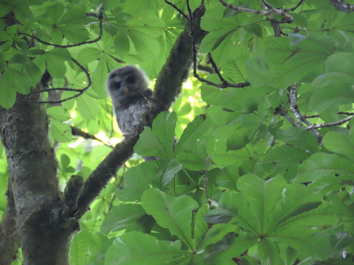 Barred Owl - ML622091525