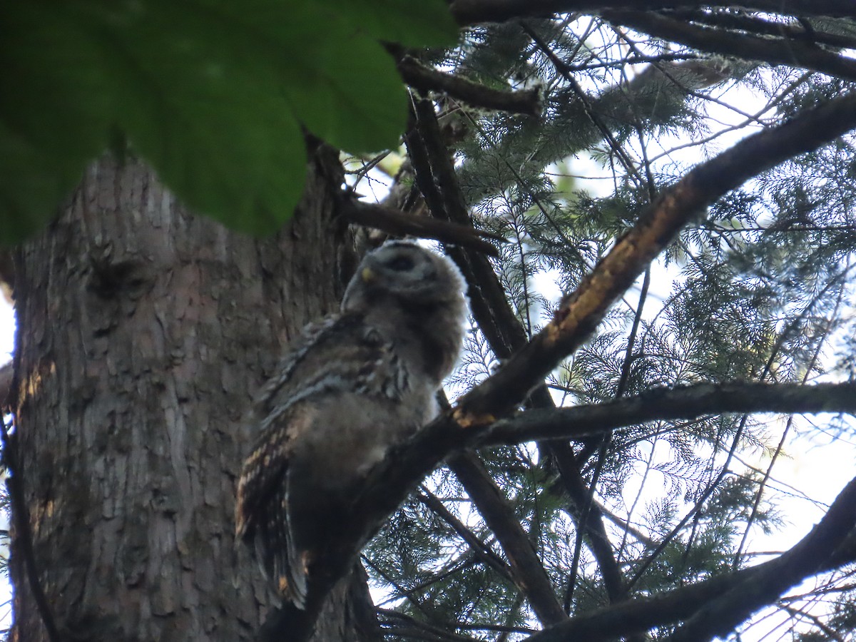 Barred Owl - ML622091526