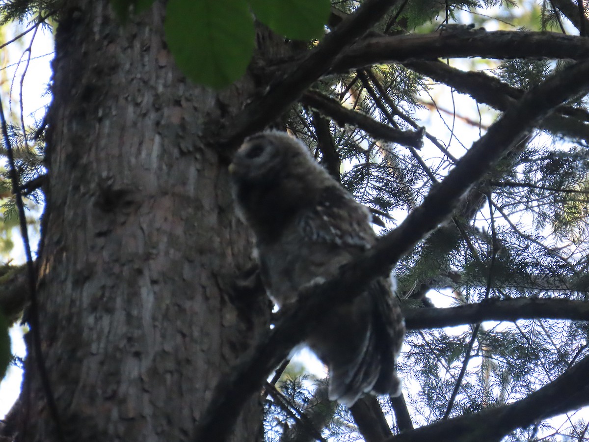 Barred Owl - ML622091527