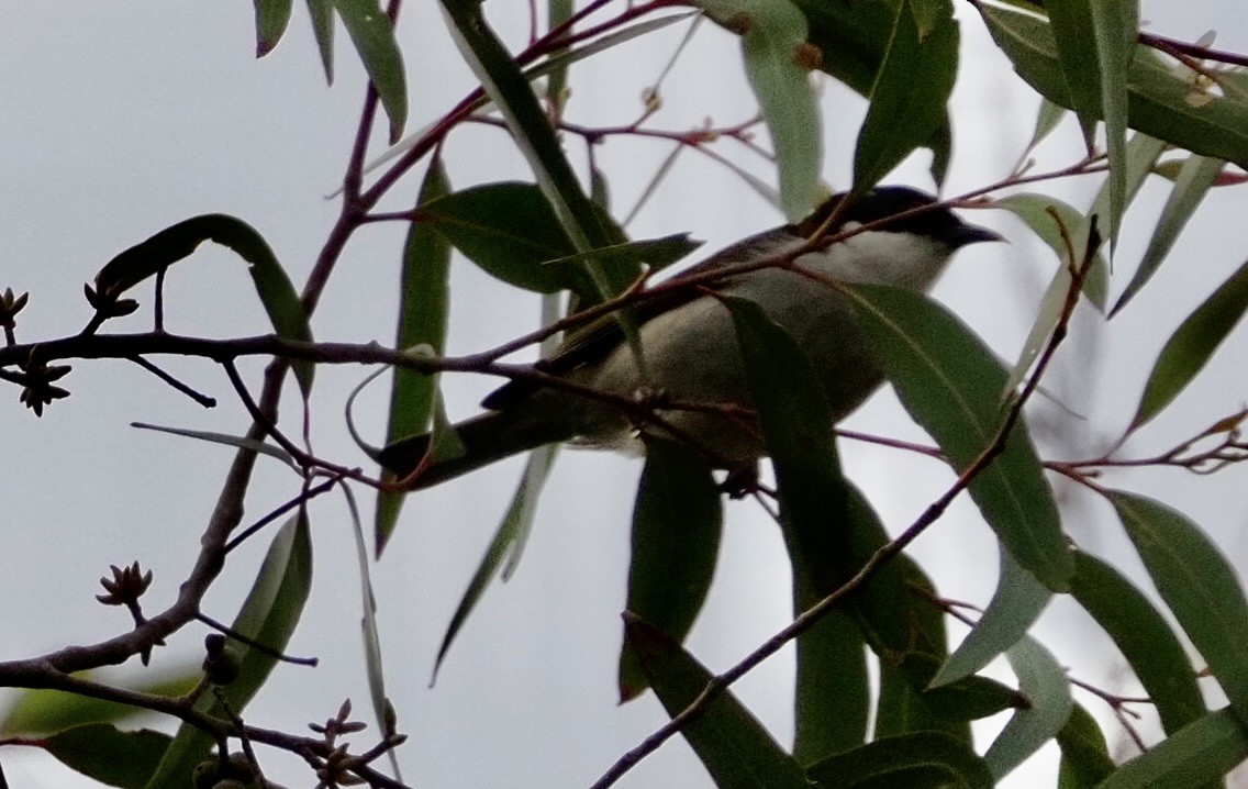 White-naped Honeyeater - ML622091528