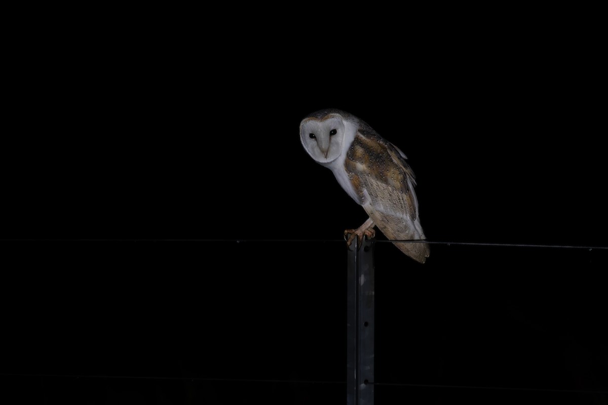 Barn Owl - ML622091529